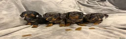 Miniature Dachshund dogs for sale: Kennel Club Miniature Dachshunds ready 23rd May - Advert 4