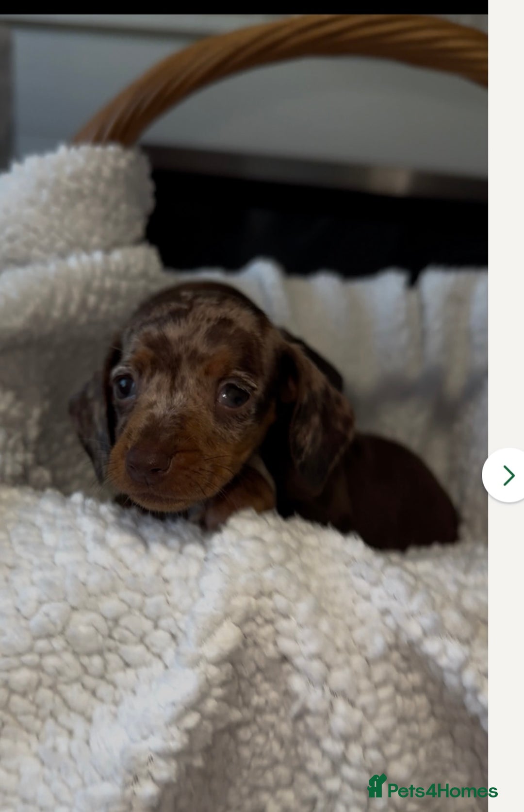 Dachshund dogs for sale: Miniature Dachshund Puppies  - Image 2
