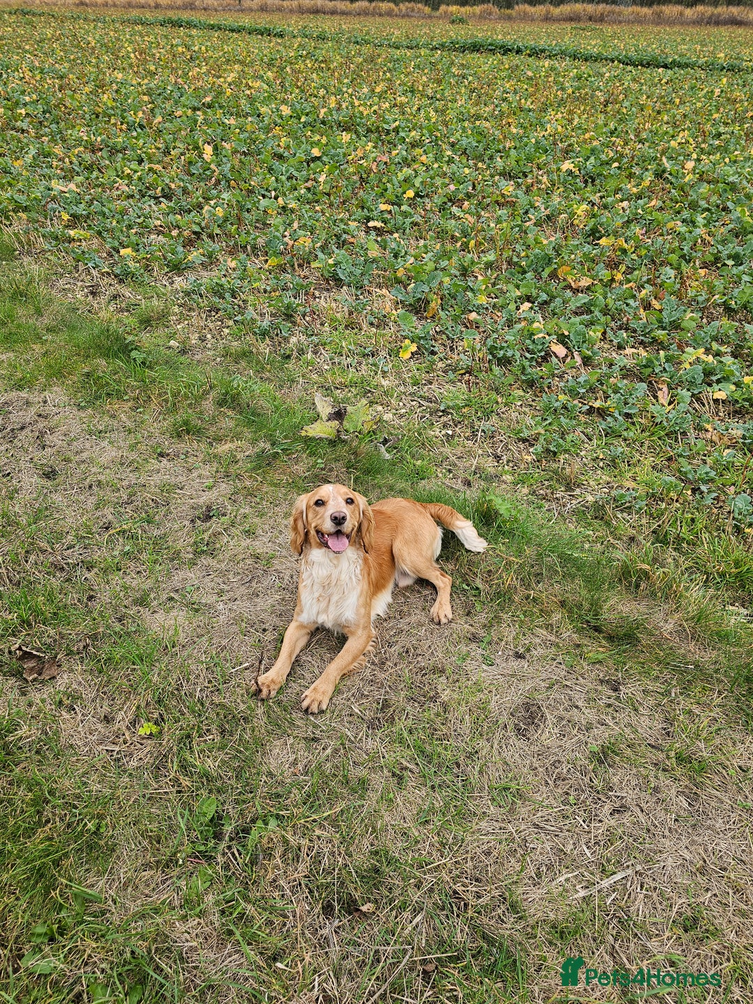 Cocker Spaniel dogs for sale: Cocker spaniel pups - Advert 4