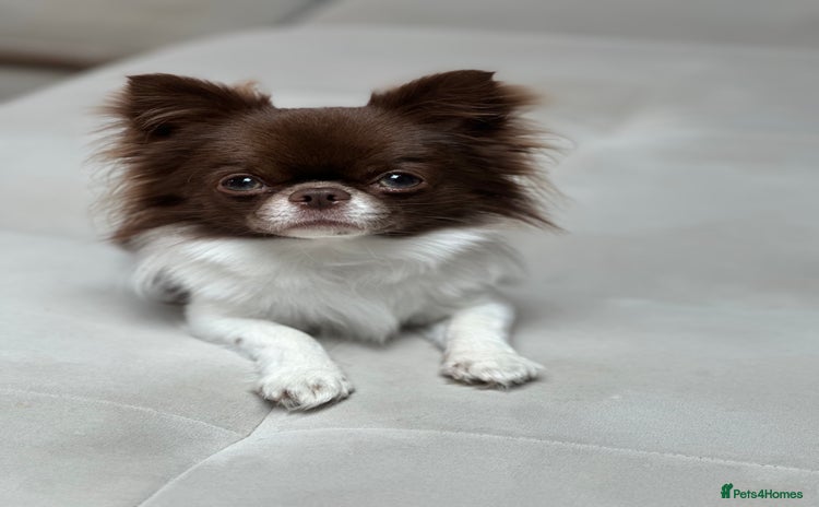 Chihuahua dogs in London - Advert 1