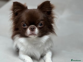 Chihuahua dogs in London - Advert 1