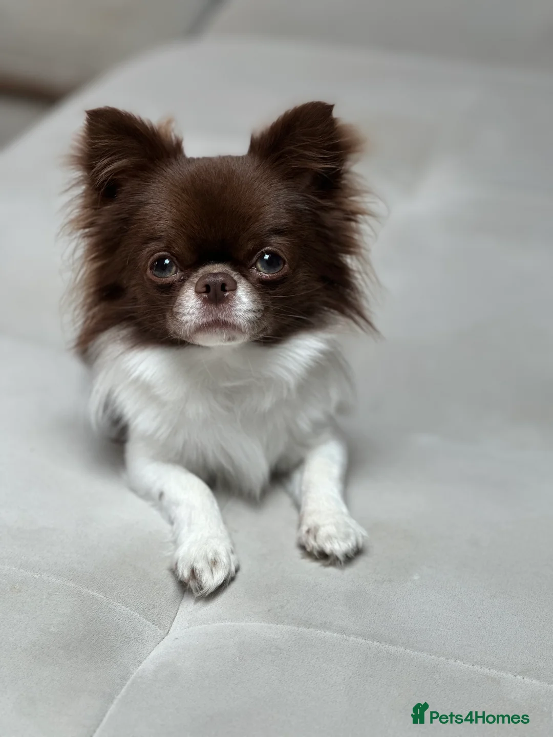 Chihuahua dogs for stud: KC registered/health tested  in London - Advert 4