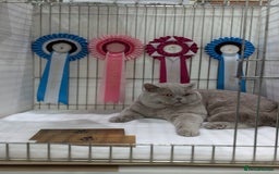 British Shorthair cats for stud: GCCF Champion Stud  in Derby - Image 4
