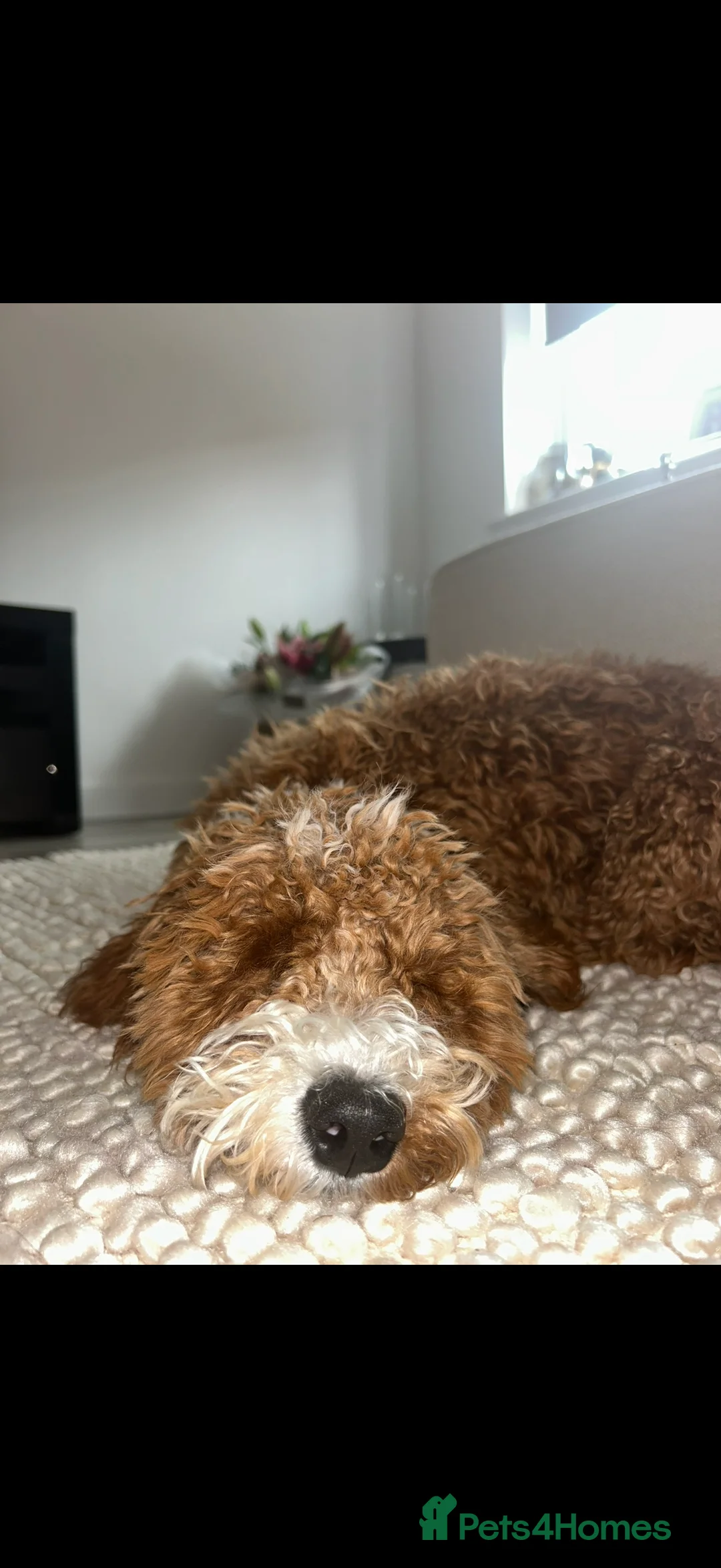 Cavapoo dogs for sale: F1b Cavapoo 10 months old  - Advert 3