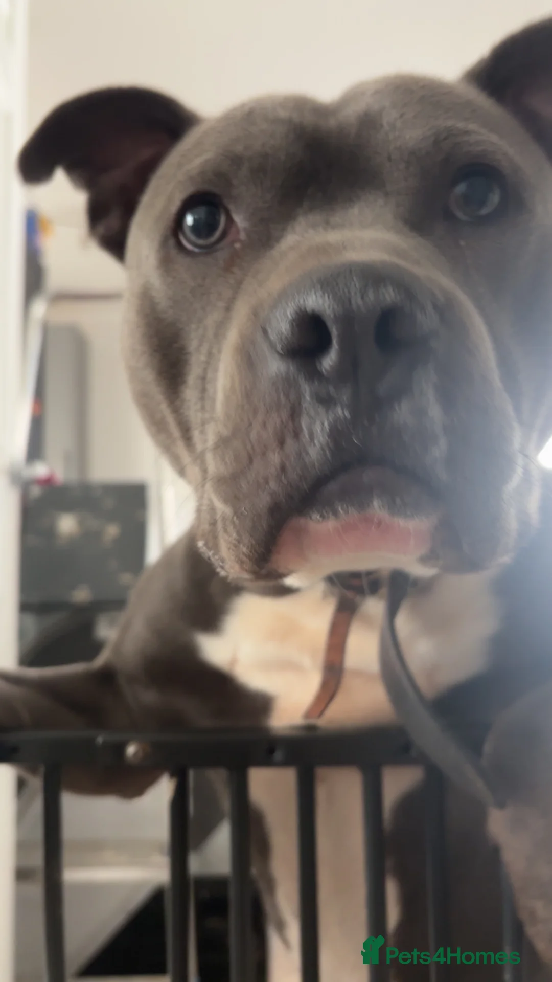 American Bull Staffy dogs for sale: Bluey is looking for his forever home  in Gloucester - Advert 3
