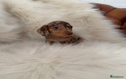 Miniature Dachshund dogs for sale: Stunning Silver & Chocolate Dapple Miniatures - Image 10