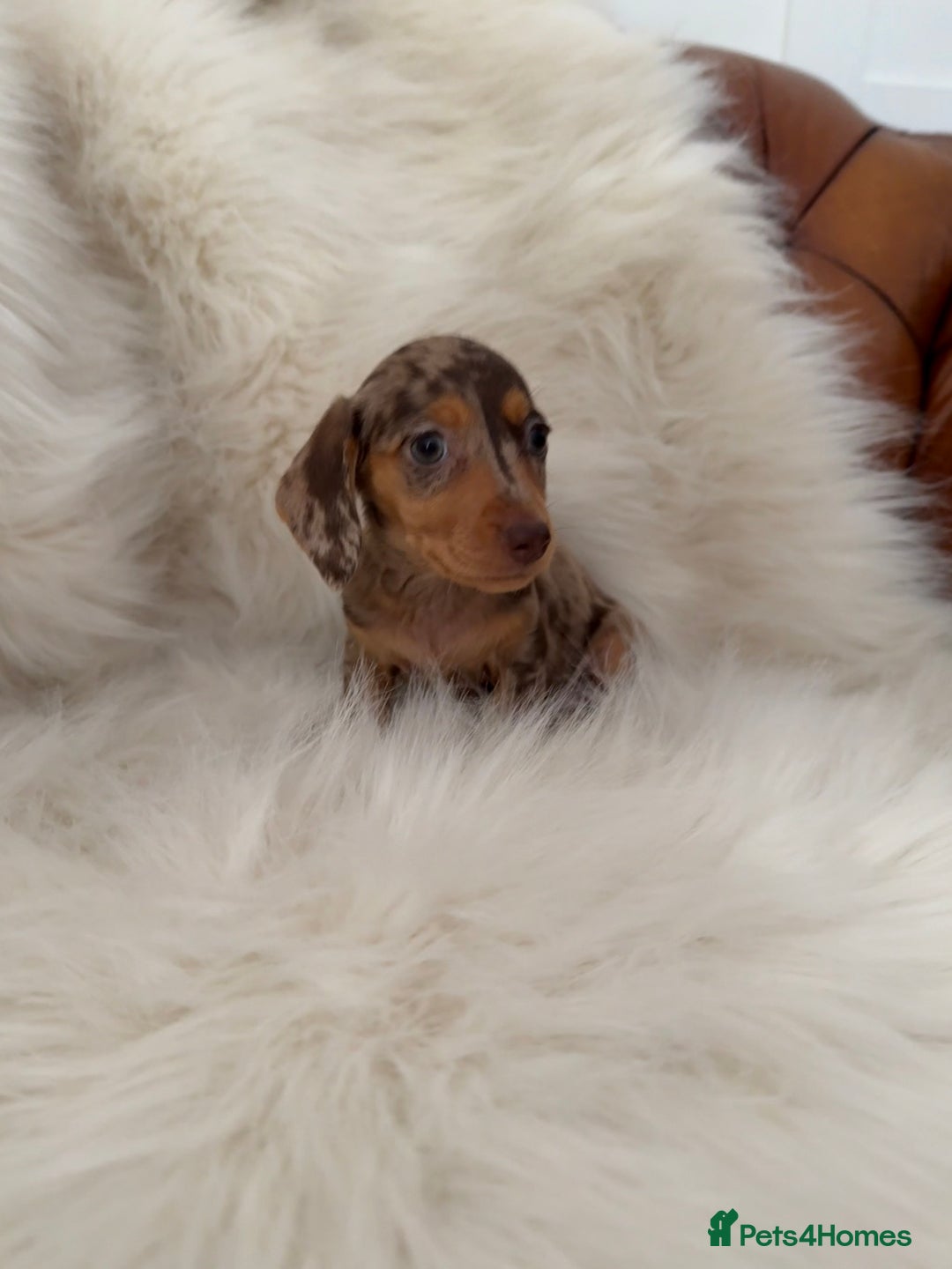 Miniature Dachshund dogs for sale: Stunning Silver & Chocolate Dapple Miniatures - Image 10