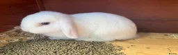 Mini Lion Lop rabbits for sale: Female Baby mini lion lop - Advert 3