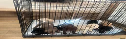 Labrador Retriever dogs for sale: Kc reg Labrador puppy’s for sale Solihull  - Advert 6