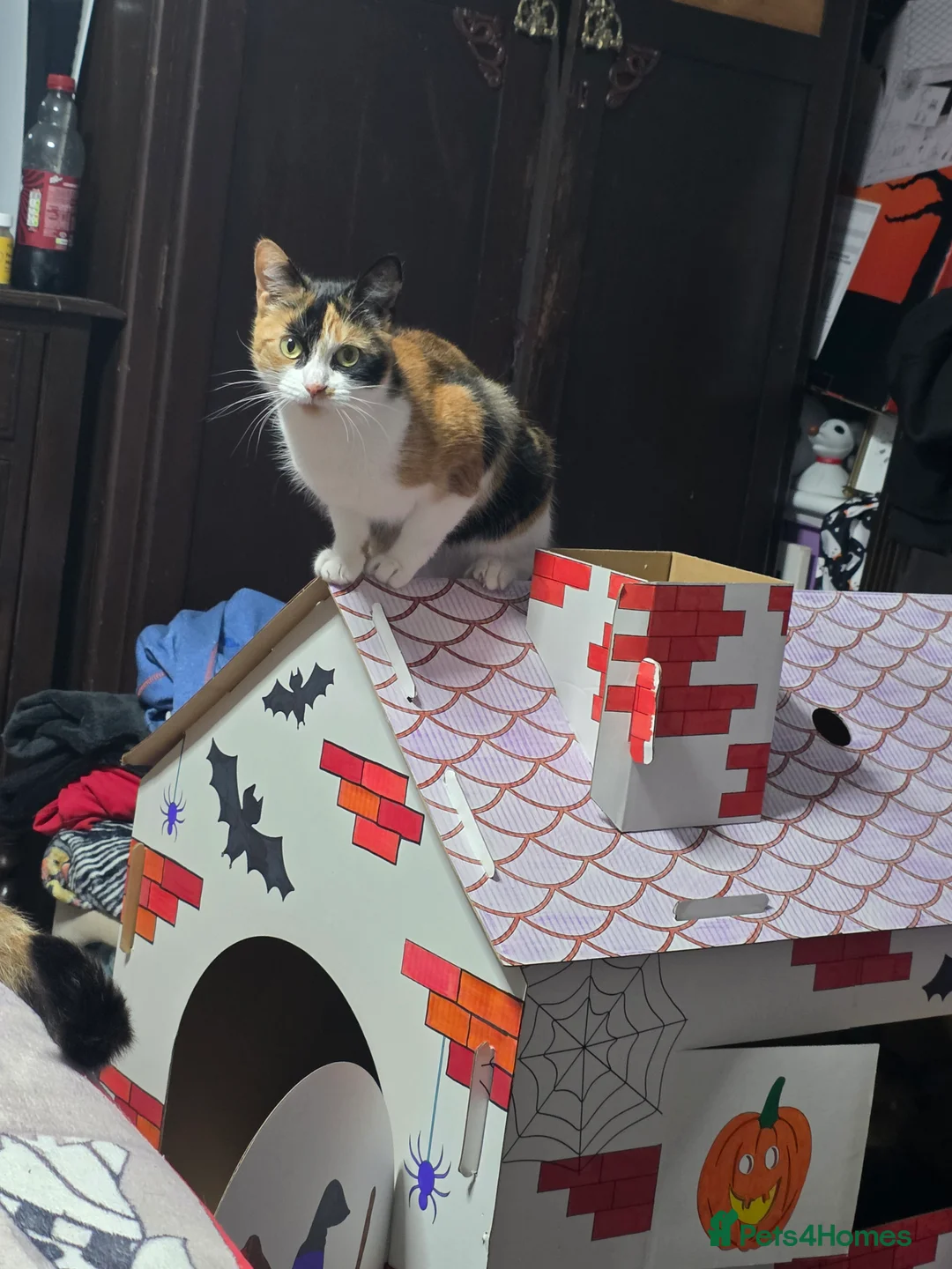 Mixed Breed cats for sale: Hi I have 2 female cat looking for home  - Advert 2