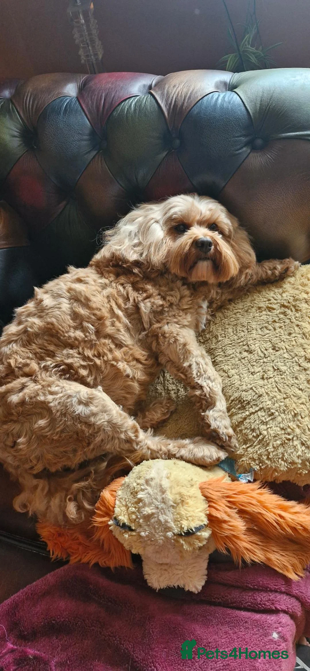 Cavapoo dogs for sale: Beautiful female Cavapoo.  Pet home only  - Advert 2