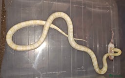 Corn Snake reptiles for sale: Breeding group  - Image 2