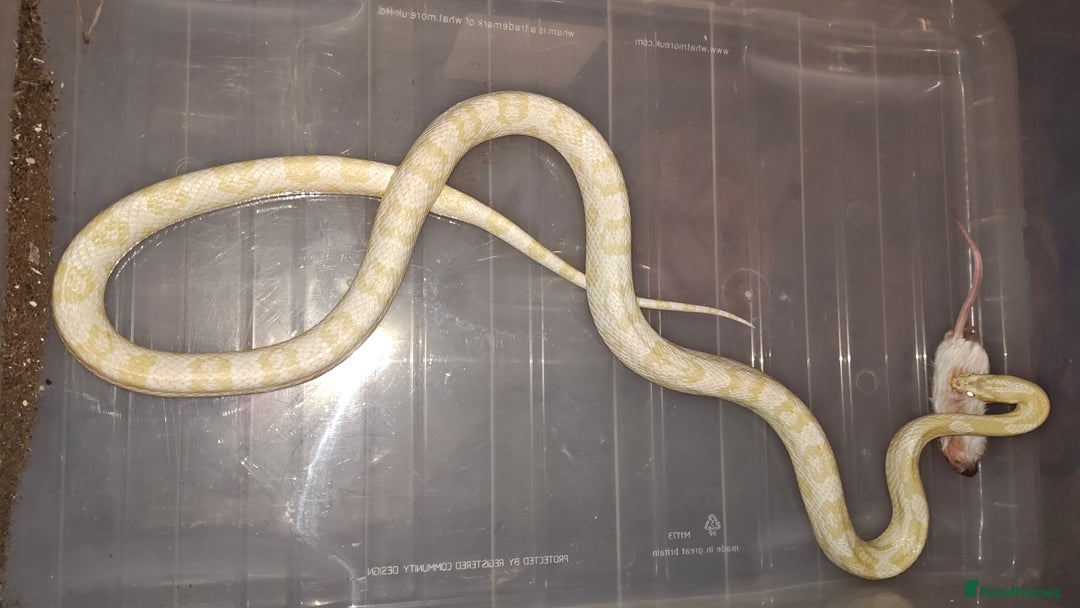 Corn Snake reptiles for sale: Breeding group  - Image 2