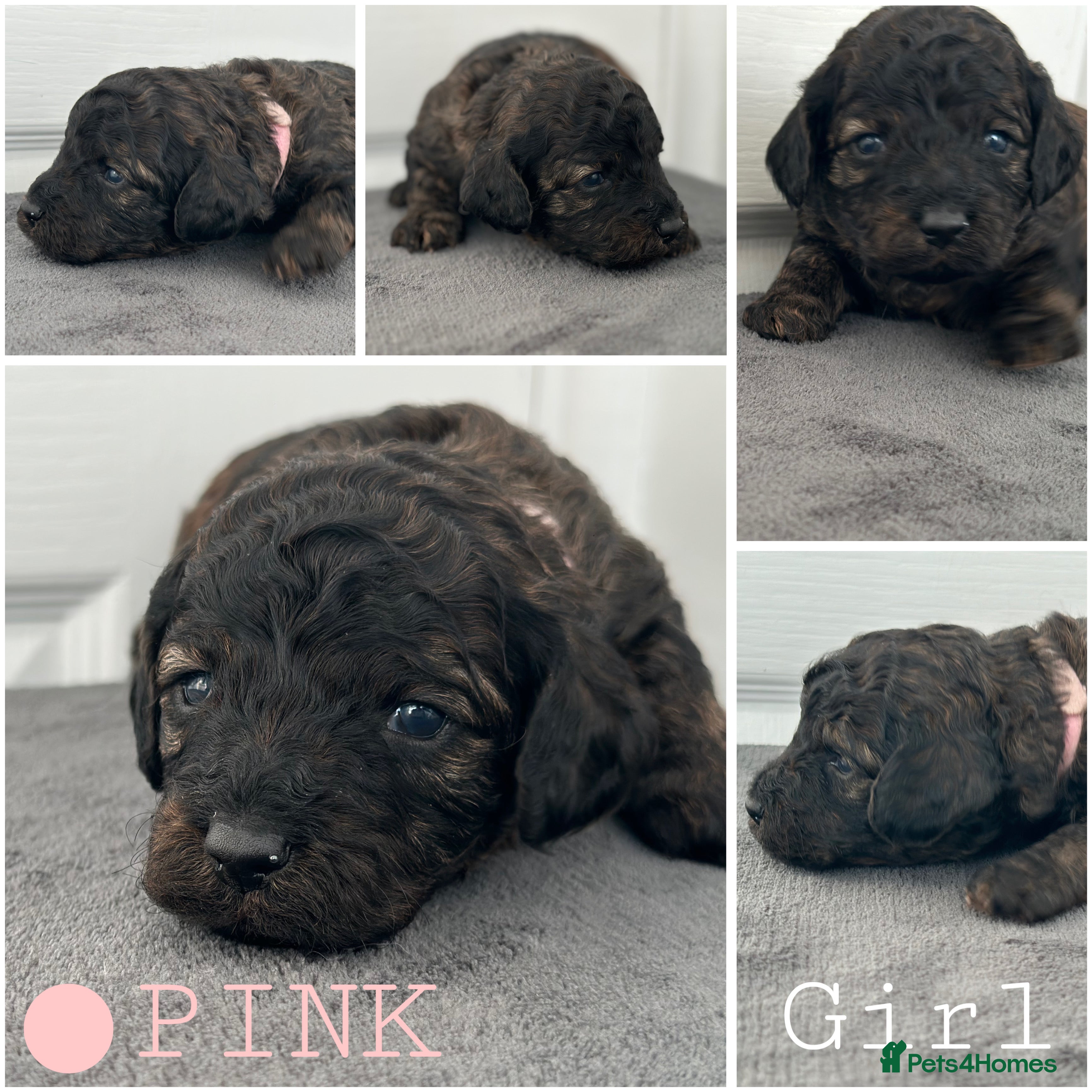 Mixed Breed dogs Cavapoo x Cockapoo puppies  - Advert 3