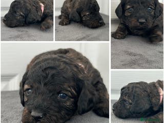 Mixed Breed dogs Cavapoo x Cockapoo puppies - Advert 3