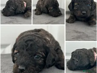 Mixed Breed dogs Cavapoo x Cockapoo puppies - Advert 2