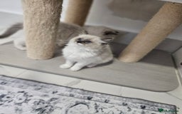 Ragdoll cats for sale: Blue Bicolor kittens 😸  - Image 15