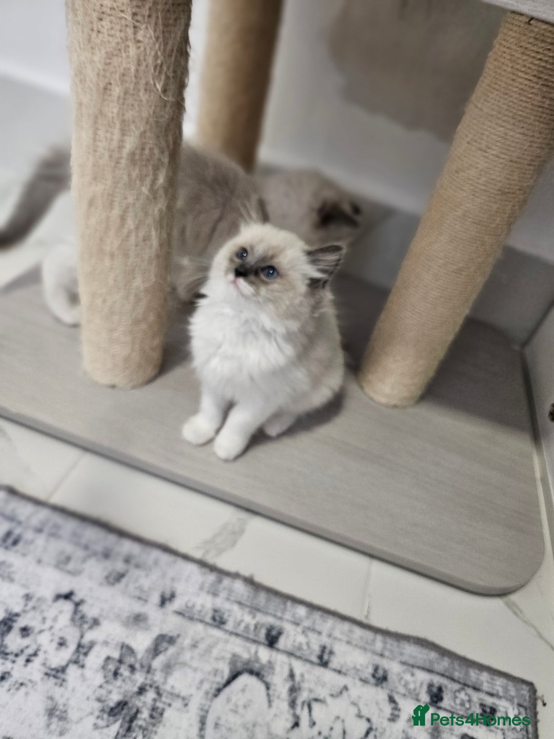 Ragdoll cats for sale: Blue Bicolor kittens 😸  - Image 15