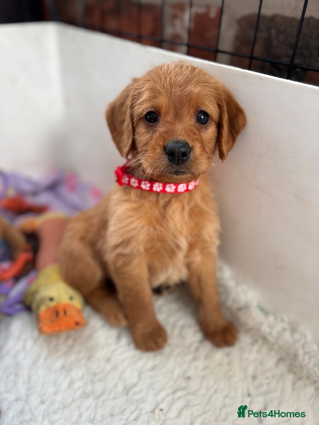 Labradoodle dogs for sale: F1 Labradoodle Puppies - Advert 11