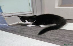 Mixed Breed cats for sale: 5 lovely kittens available  - Image 13