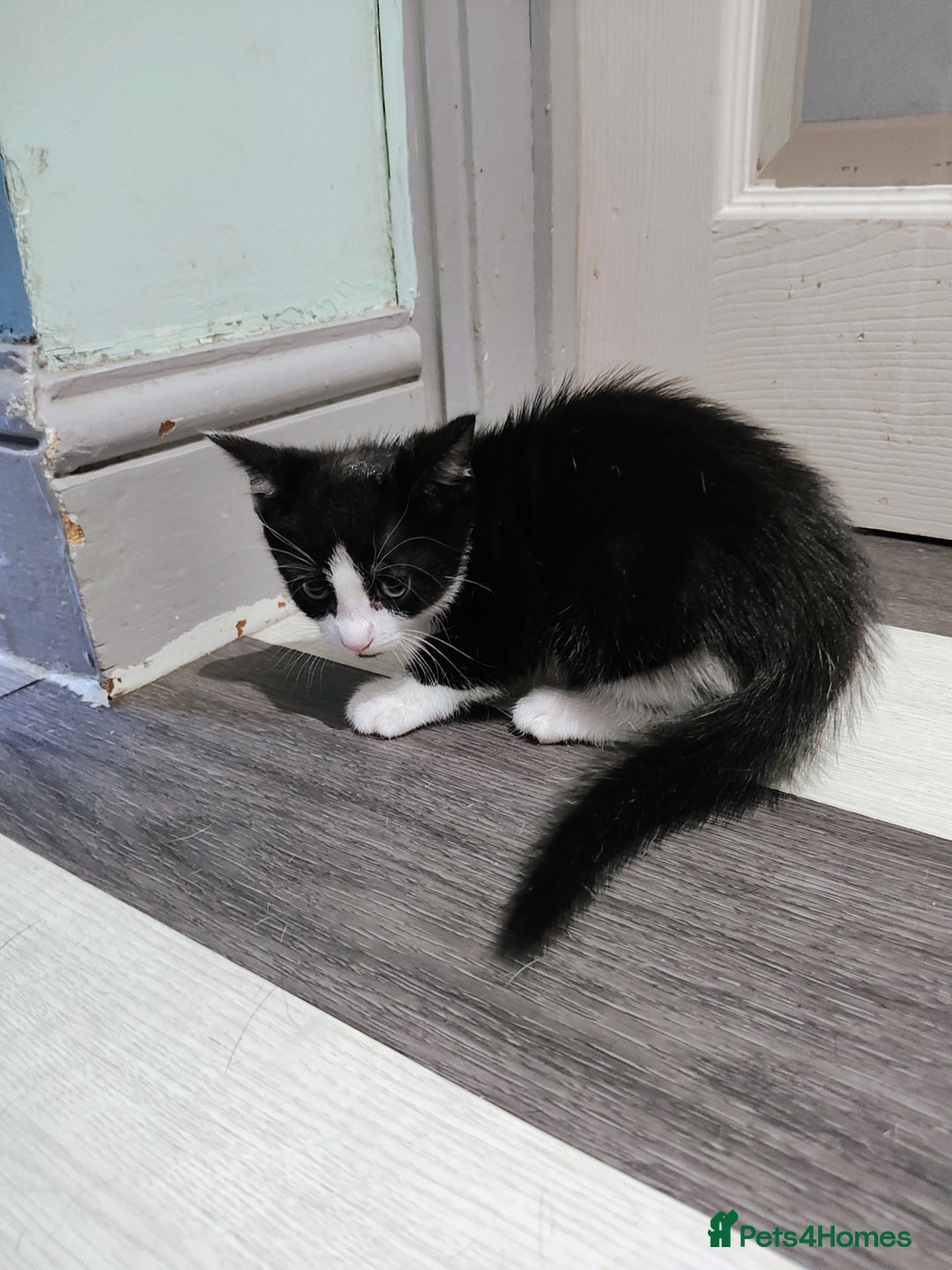 Mixed Breed cats for sale: 5 lovely kittens available  - Image 13