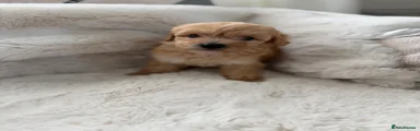Cockapoo 6