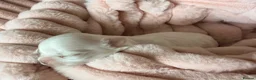 Maltese dogs for sale: Bambelina~ Simply The Best~ Korean Maltese - Advert 13