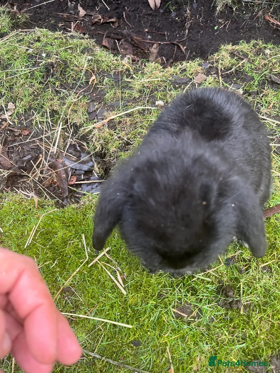 Mini Lop rabbits for sale: *1 left* - Advert 5