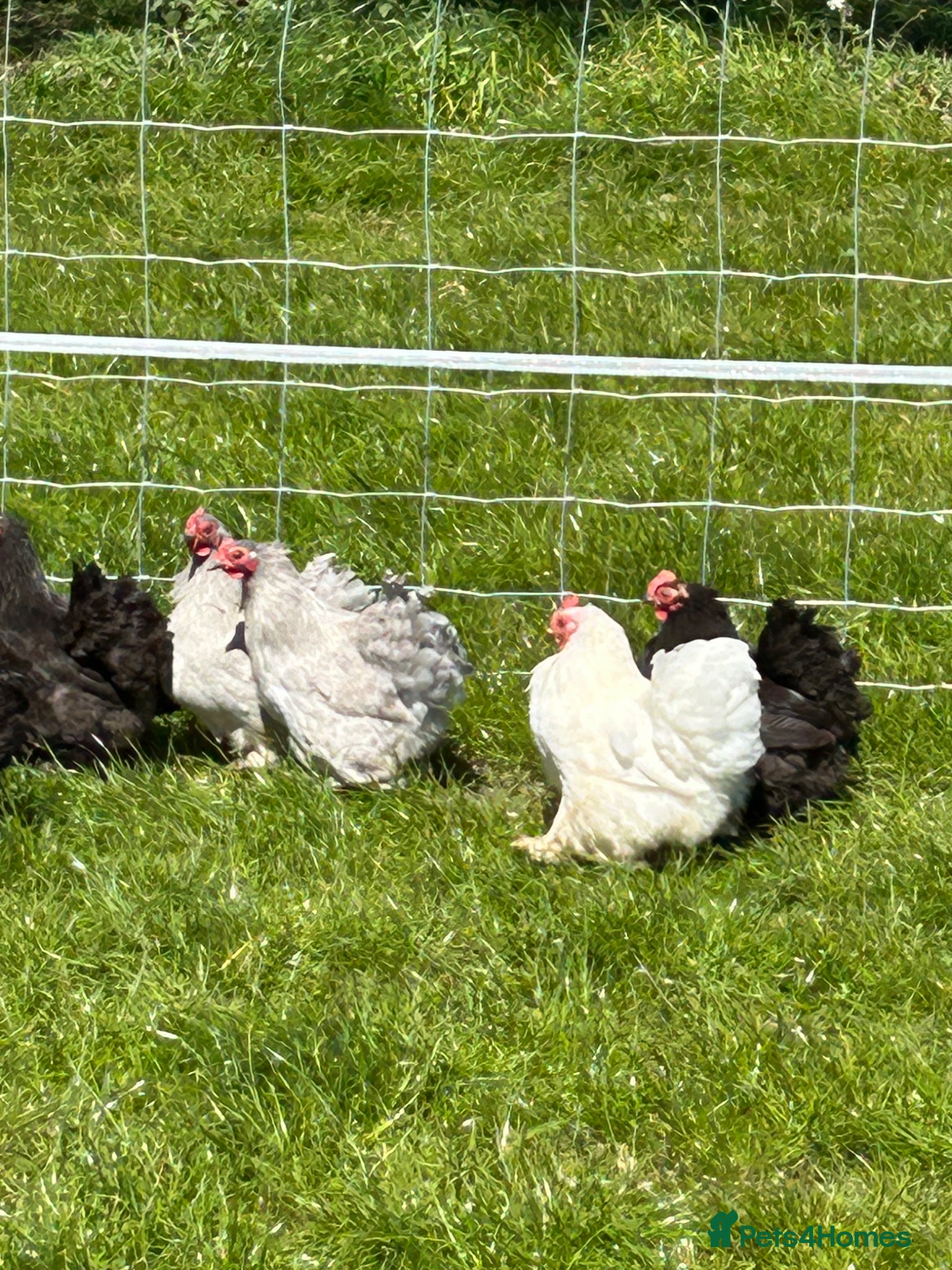 Hens poultry Pekin chickens  - Advert 3