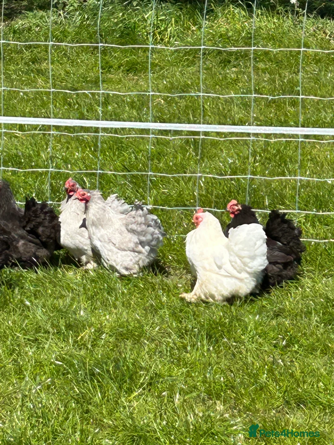 Hens poultry for sale: Pekin chickens  - Advert 1