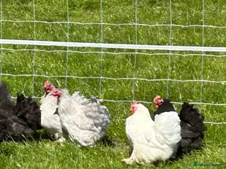 Hens poultry Pekin chickens - Advert 3