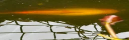 Koi Carp fish for sale: 1 carp 1 large goldfish  in Polegate - Advert 4
