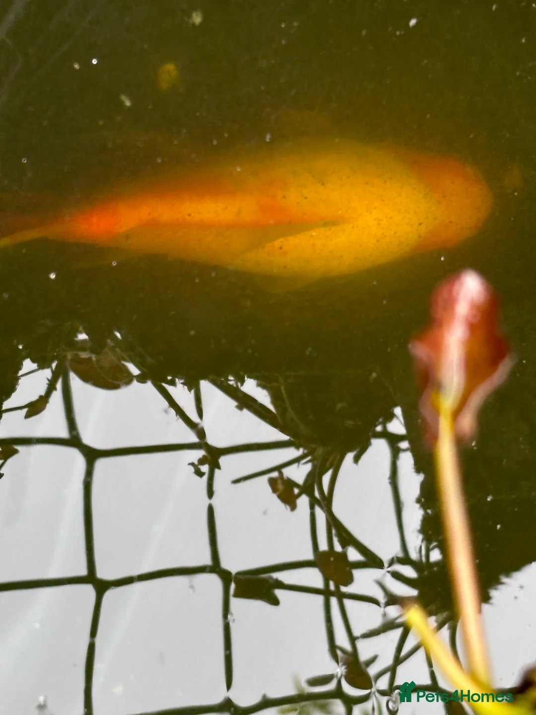 Koi Carp fish for sale: 1 carp 1 large goldfish  in Polegate - Advert 4
