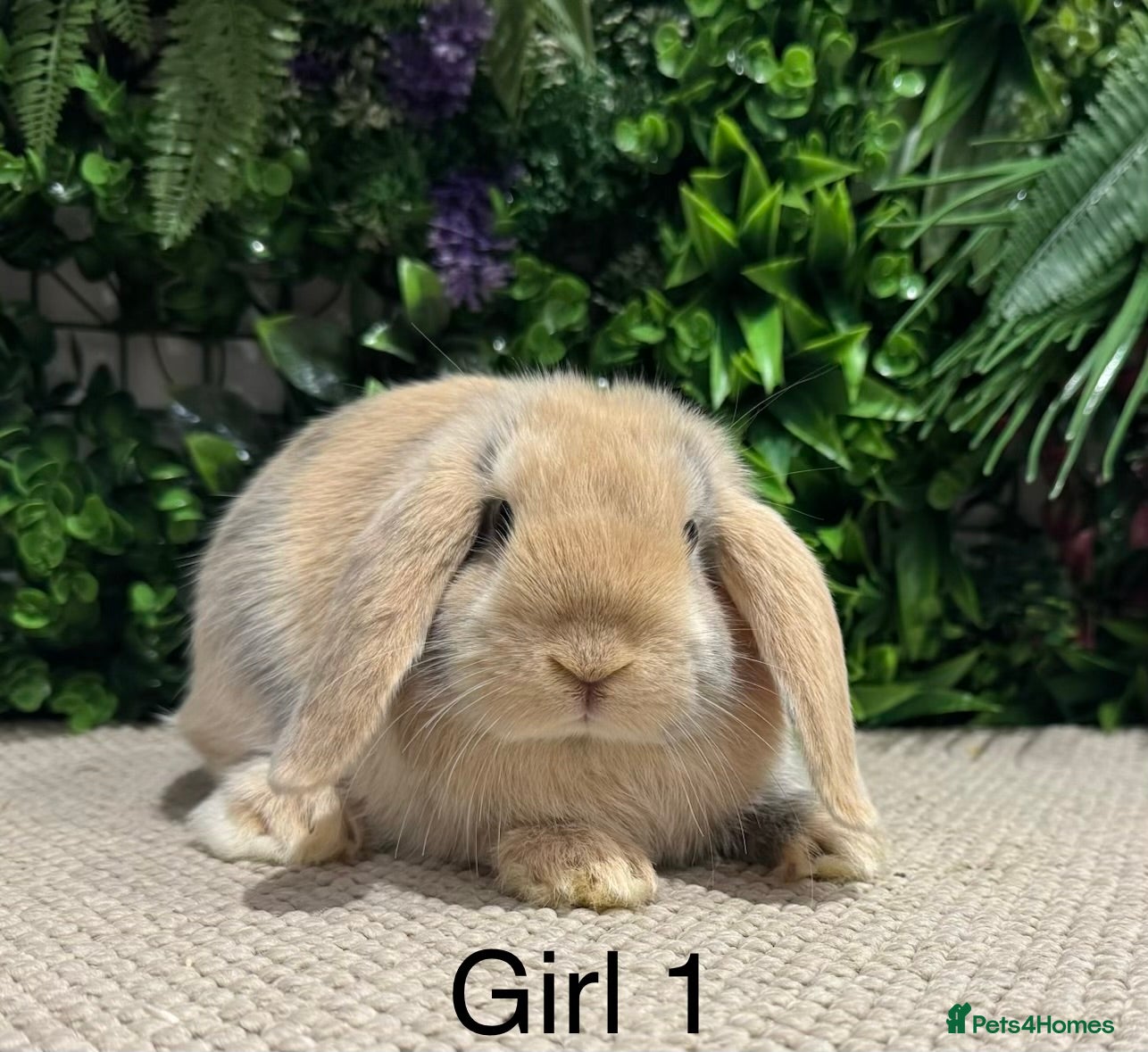 Mini Lop rabbits ⭐️ mini lops ⭐️ READY TO GO  - Advert 6