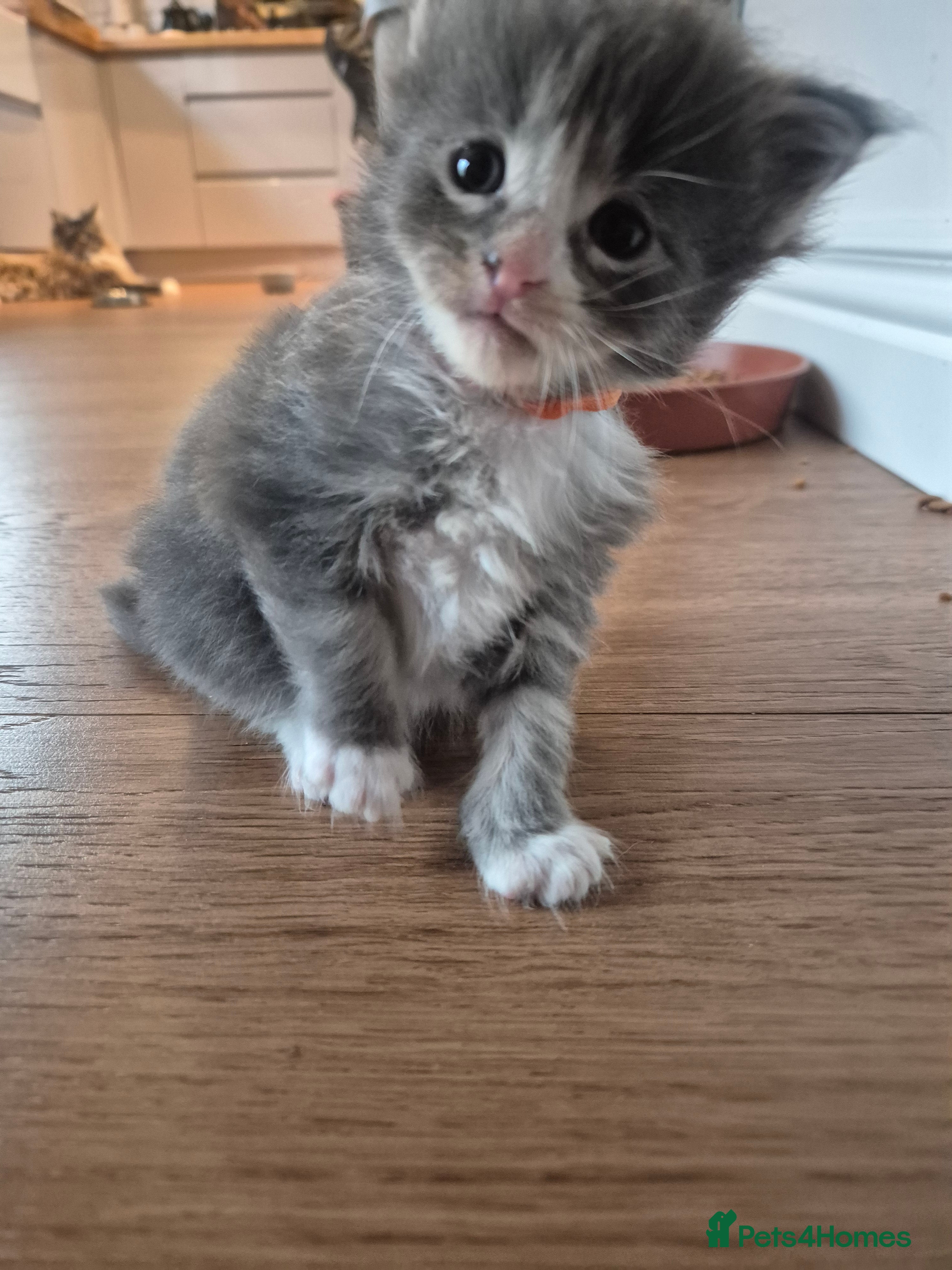 Maine Coon cats Stunning Maine Coons for sale must see 🥰 - Advert 2