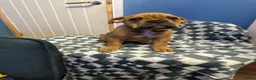 Dorset Olde Tyme Bulldogge dogs for sale: READY TO LEAVE olde tyme bulldogs puppies  - Advert 2