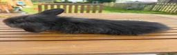 Mini Lion Lop rabbits for sale: 4 baby mini lion lop bunnies - Advert 17
