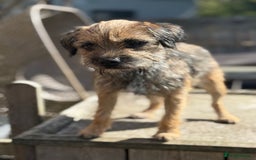 Border Terrier dogs for sale: KC Grizzle & Tan Border Terrier - Image 2