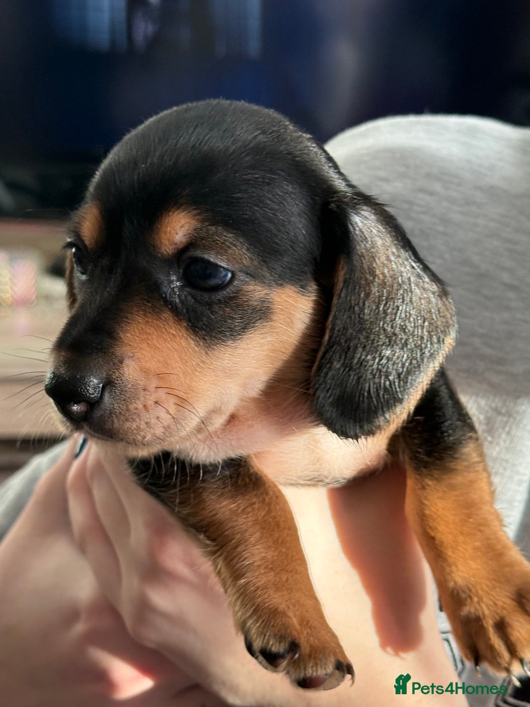 Miniature Dachshund dogs for sale: Miniature Dachshund's   - Advert 37