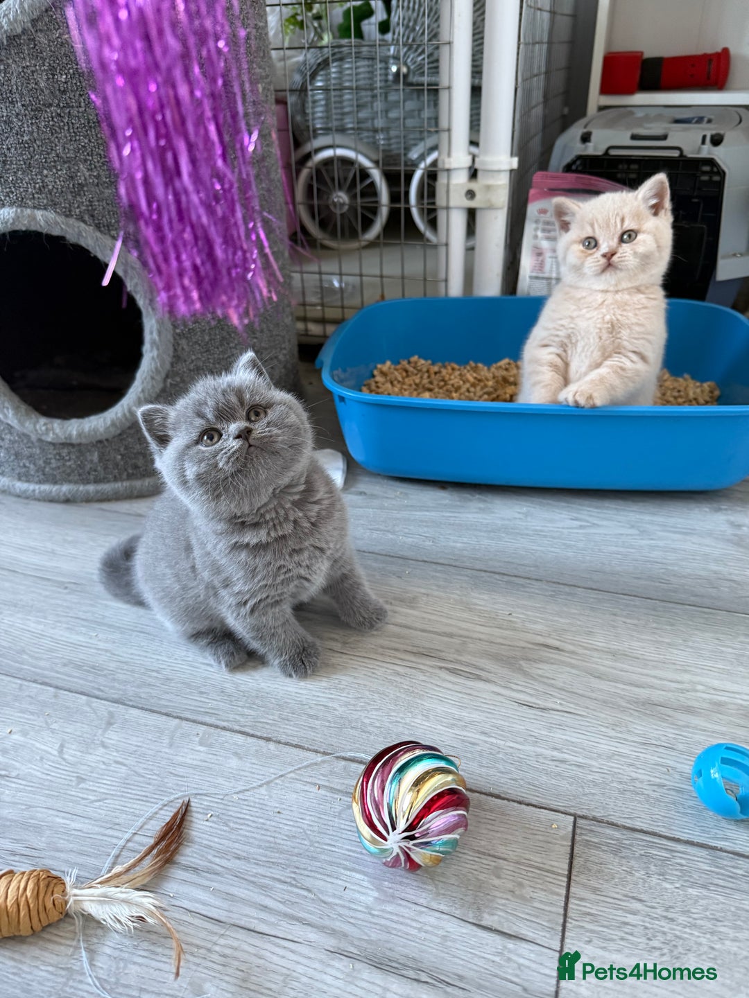 British Shorthair cats for sale: Blue British Shorthair Girl-GCCF-Stunning Baby - Advert 5
