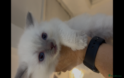 Ragdoll cats for sale: Beautiful Ragdoll kittens  - Image 2