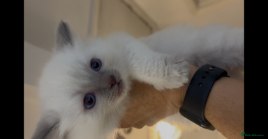 Ragdoll cats - Advert 13