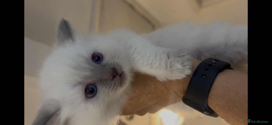 Ragdoll cats for sale: Beautiful Ragdoll kittens  - Image 2