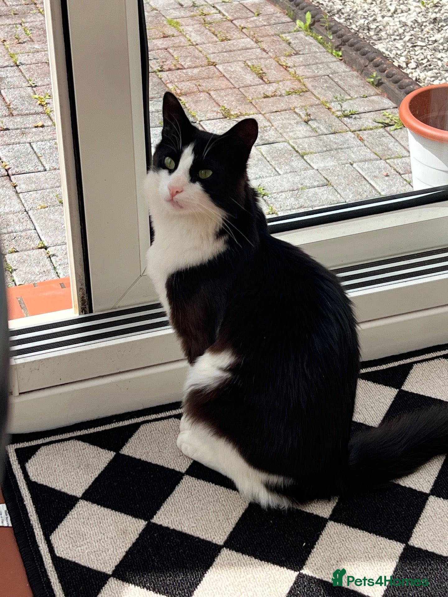 Turkish Angora cats Friendly male cat looking for his forever home - Advert 1