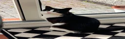 Turkish Angora cats for stud: Friendly male cat looking for his forever home - Advert 1