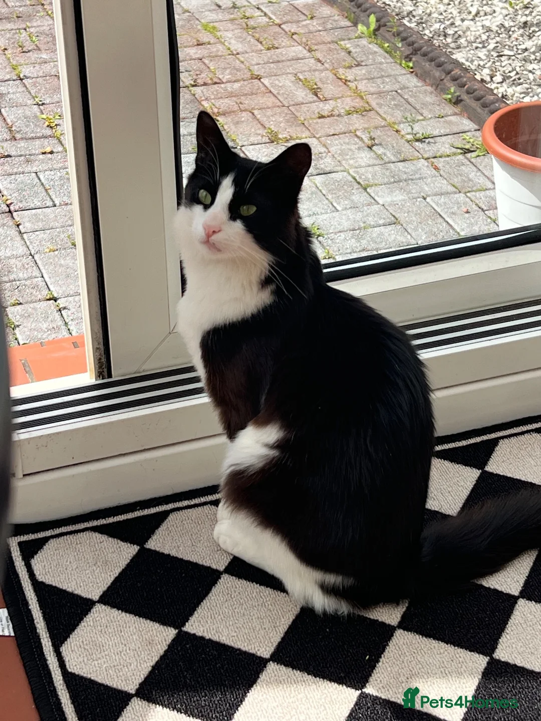 Turkish Angora cats for stud: Friendly male cat looking for his forever home - Advert 1