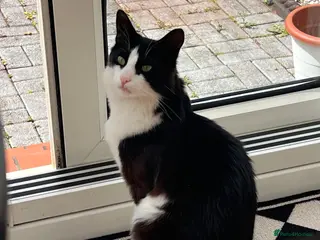 Turkish Angora cats Friendly male cat looking for his forever home - Advert 1
