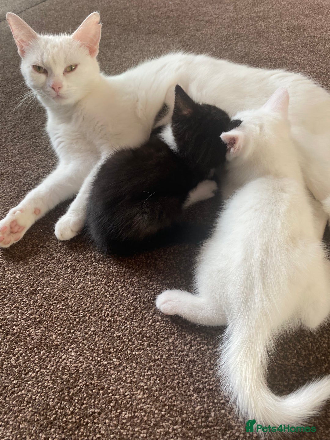 Mixed Breed cats for sale: 2 gorgeous female kittens  - Image 7