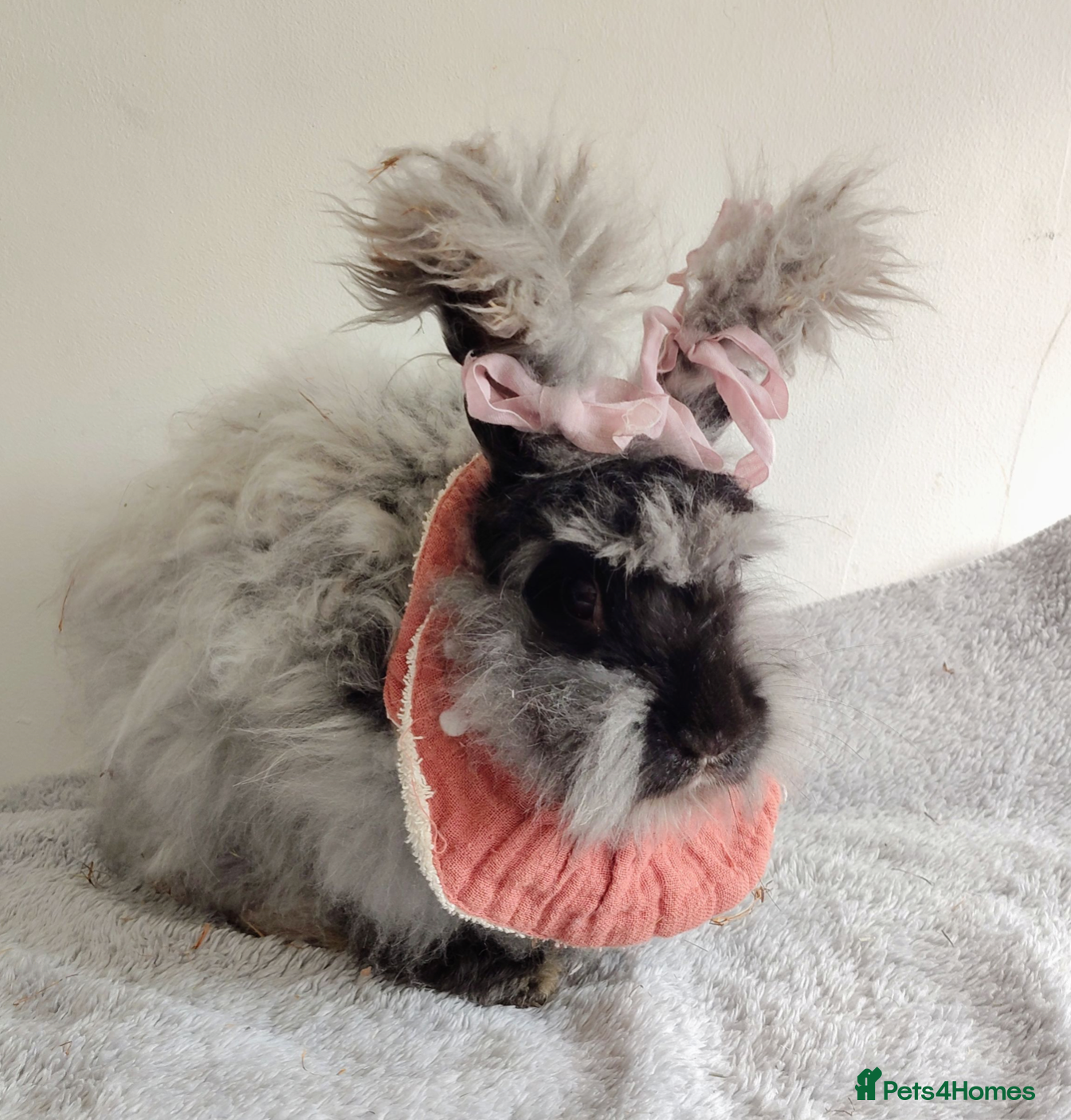 Angora rabbits Pure bred Angora Rabbit - Advert 9