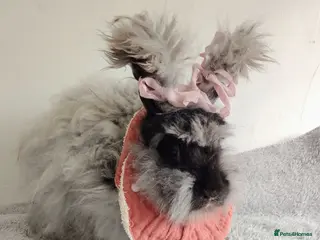 Angora rabbits Pure bred Angora Rabbit - Advert 9